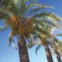 Club Calimera Serra Palace nahlad